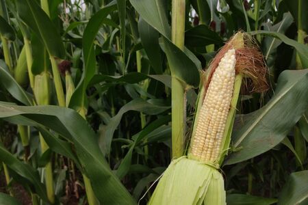 corn with the kernels still attached to the cob on the stalk in organic corn field.の写真素材