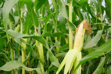 corn with the kernels still attached to the cob on the stalk in organic corn field.