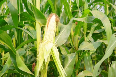 Corn pods on the corn plant,corn field in agricultural garden, pods corn on trunkの写真素材