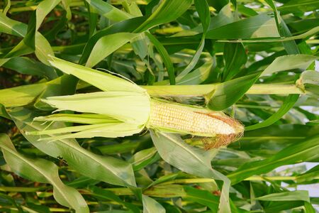 corn with the kernels still attached to the cob on the stalk in organic corn field.