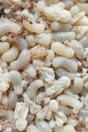 Raw food,Red ant egg in flour.Red ant egg is Food ingredients Thai Esan Food,Local food In Thailandの写真素材