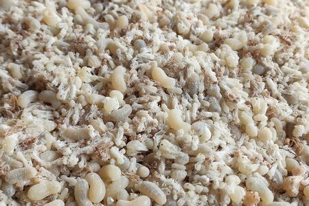 Raw food,Red ant egg in flour.Red ant egg is Food ingredients Thai Esan Food,Local food In Thailandの写真素材