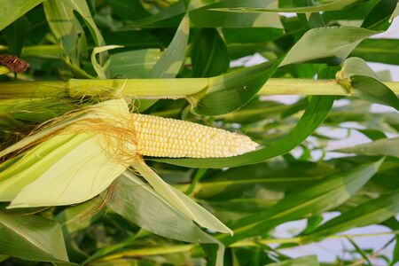 Corn pods on the corn plant,corn field in agricultural garden,の写真素材