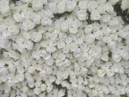 Rose flower,Blurred of rose flowers blooming. in the pastel and vintage color style for background.の写真素材