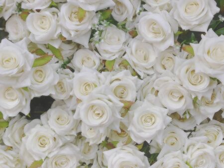 White roses flowers arrangement,Blurred of rose flowers White color blooming. in the pastel and vintage color style for background.の写真素材