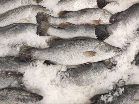 Many fresh Asian seabass, giant seaperch, barramundi or silver seaperch fish freezing on ice at seafood market or supermarket.giant seaperch,silver seaperch fish (Scientific name is Lates calcarifer)の写真素材