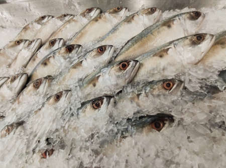 Mackerel on ice In the supermarket,Fresh short-bodied mackerel preserved on ice cubesの写真素材