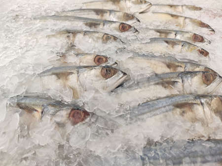 Mackerel on ice In the supermarket,Fresh short-bodied mackerel preserved on ice cubesの写真素材