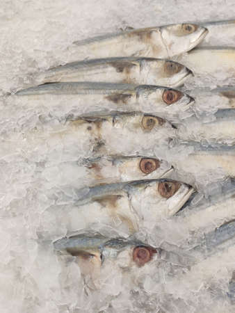 Mackerel on ice In the supermarket,Fresh short-bodied mackerel preserved on ice cubesの写真素材