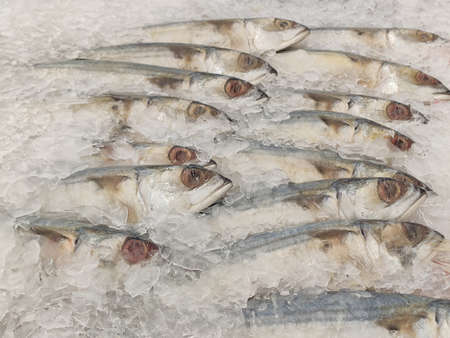 Mackerel on ice In the supermarket,Fresh short-bodied mackerel preserved on ice cubesの写真素材