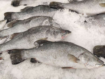 Many fresh Asian seabass, giant seaperch, barramundi or silver seaperch fish freezing on ice at seafood market or supermarket.giant seaperch,silver seaperch fish (Scientific name is Lates calcarifer)の写真素材