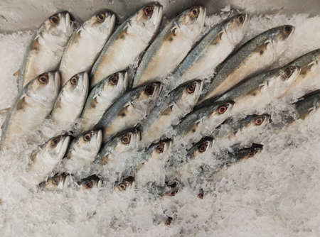 Mackerel on ice In the supermarket,Fresh short-bodied mackerel preserved on ice cubesの写真素材