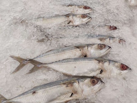 Mackerel on ice In the supermarket,Fresh short-bodied mackerel preserved on ice cubesの写真素材