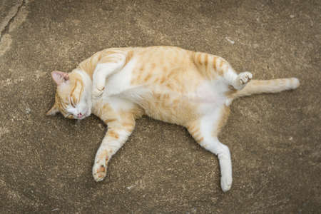 cat sleep,A yellow cat lying on the cement floor,Is a Thai catの写真素材