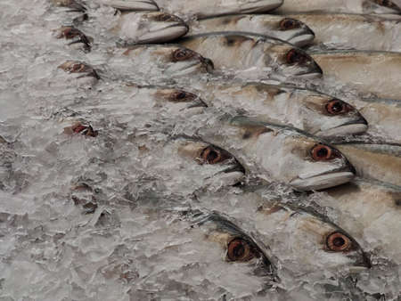 Mackerel on ice In the supermarket,Fresh short-bodied mackerel preserved on ice cubesの写真素材