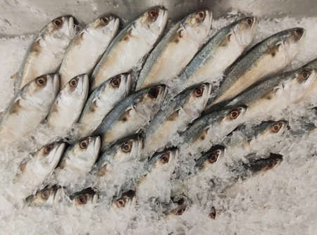 Mackerel on ice In the supermarket,Fresh short-bodied mackerel preserved on ice cubesの写真素材