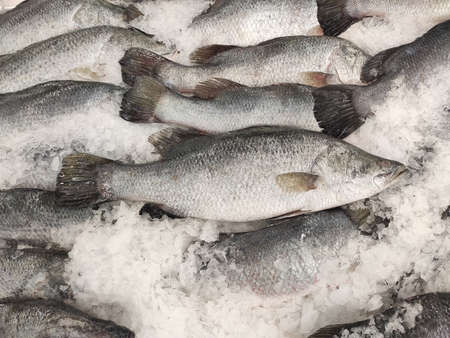Many fresh Asian seabass, giant seaperch, barramundi or silver seaperch fish freezing on ice at seafood market or supermarket.giant seaperch,silver seaperch fish (Scientific name is Lates calcarifer)の写真素材