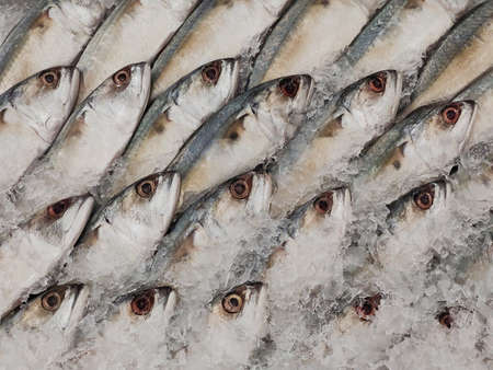 Mackerel on ice In the supermarket,Fresh short-bodied mackerel preserved on ice cubesの写真素材