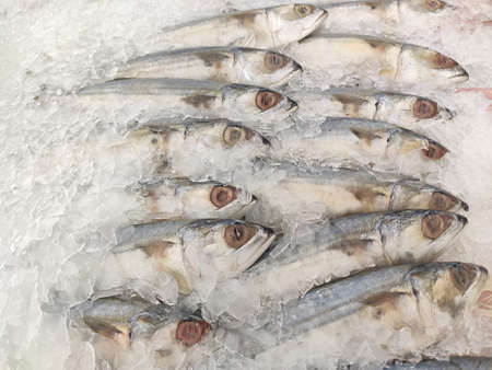 Mackerel on ice In the supermarket,Fresh short-bodied mackerel preserved on ice cubesの写真素材