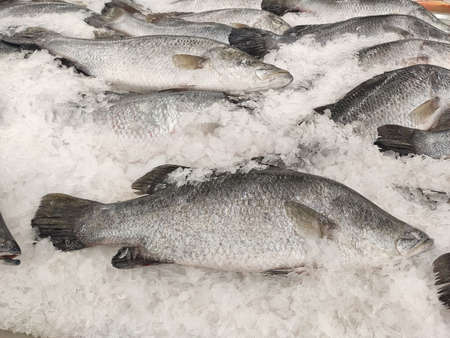 Many fresh Asian seabass, giant seaperch, barramundi or silver seaperch fish freezing on ice at seafood market or supermarket.giant seaperch,silver seaperch fish (Scientific name is Lates calcarifer)の写真素材