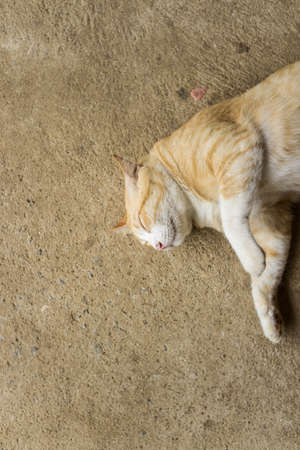 cat sleep,A yellow cat lying on the cement floor,Is a Thai catの写真素材