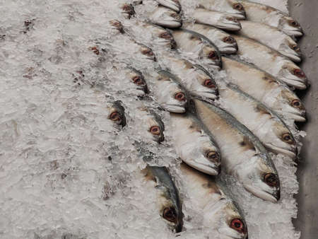 Mackerel on ice In the supermarket,Fresh short-bodied mackerel preserved on ice cubesの写真素材