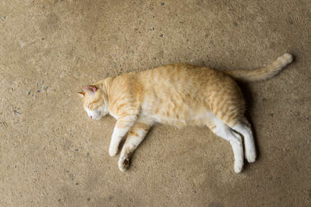 cat sleep,A yellow cat lying on the cement floor,Is a Thai catの写真素材