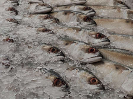Mackerel on ice In the supermarket,Fresh short-bodied mackerel preserved on ice cubesの写真素材