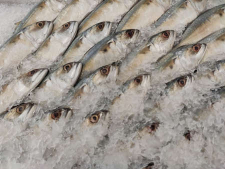 Mackerel on ice In the supermarket,Fresh short-bodied mackerel preserved on ice cubesの写真素材