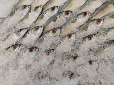 Mackerel on ice In the supermarket,Fresh short-bodied mackerel preserved on ice cubesの写真素材