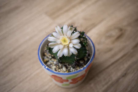Beautiful blooming cactus flower,vintage toneの写真素材