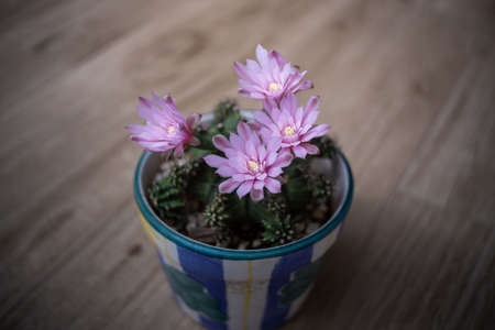 Beautiful blooming cactus flower,vintage toneの写真素材