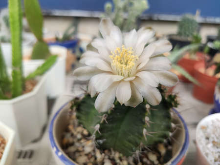 Beautiful blooming cactus flower,vintage toneの写真素材