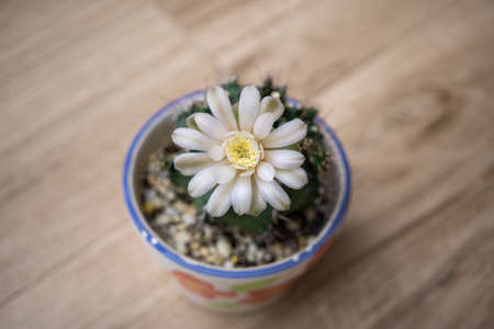Beautiful blooming cactus flower,vintage toneの写真素材