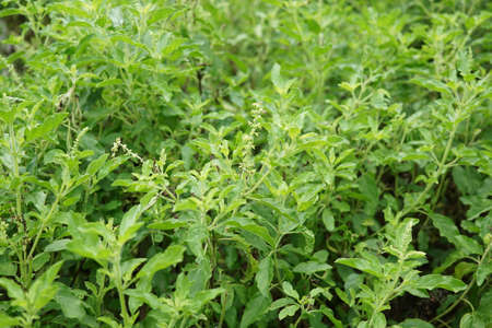 "kaphrao" Thai basil or sweet basil (scientific name Ocimum basilicum),Pan right of thai Lemon basil plants organic vegetable acreage herb of thailand,Thai food ingredients.の写真素材