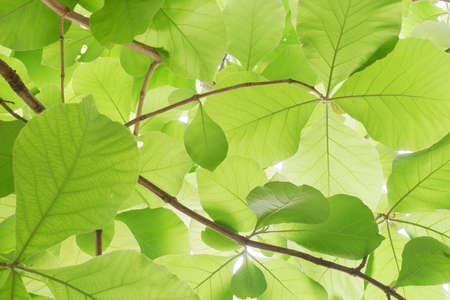 Beautiful forest scene, bottom view of tall trees in national park with brown black branch and new...