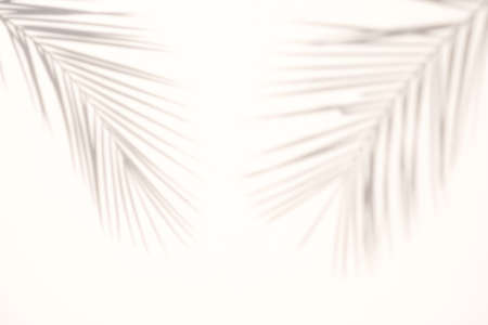 blur Palm tree shadow on white backgroundの写真素材