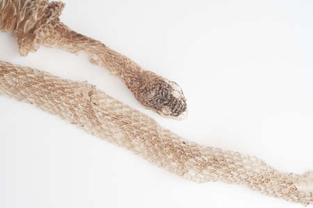 Snake shedding skin on white background,molting snakeの写真素材