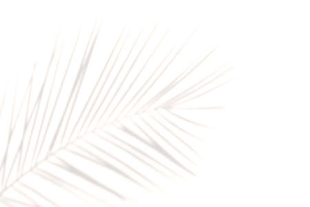 blur Palm tree shadow on white background