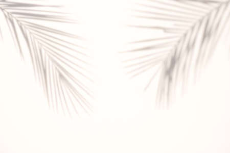 blur Palm tree shadow on white backgroundの写真素材