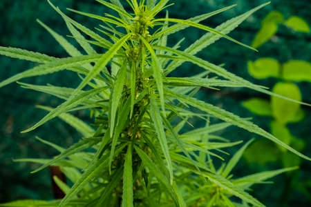 Green cannabis leaves , Growing medical marijuana.の写真素材