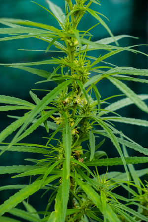 Green cannabis leaves , Growing medical marijuana.の写真素材