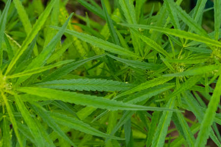 Green cannabis leaves , Growing medical marijuana.