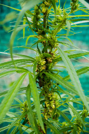 Green cannabis leaves , Growing medical marijuana.の写真素材