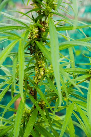 Green cannabis leaves , Growing medical marijuana.の写真素材