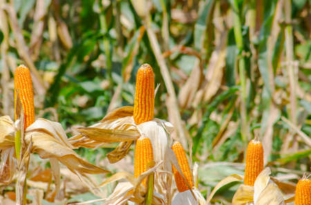 Yellow ripe corn with the kernels still attached to the cob on the stalk in organic corn field. the...