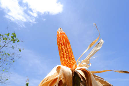 corn on the stalk dry corn