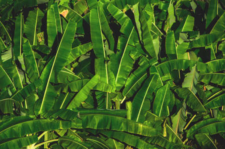 Banana leaves for background, vintage tone style.の写真素材