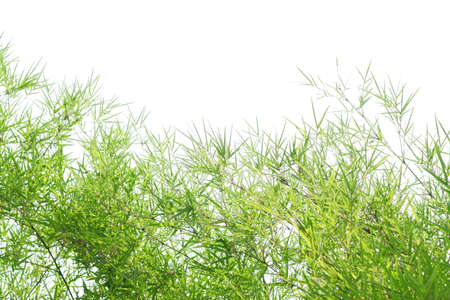 bamboo leaves and bamboo on a white backgroundの写真素材