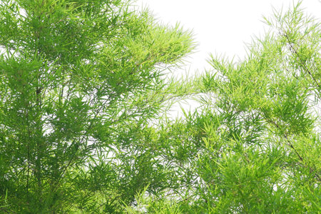 bamboo leaves and bamboo on a white backgroundの写真素材
